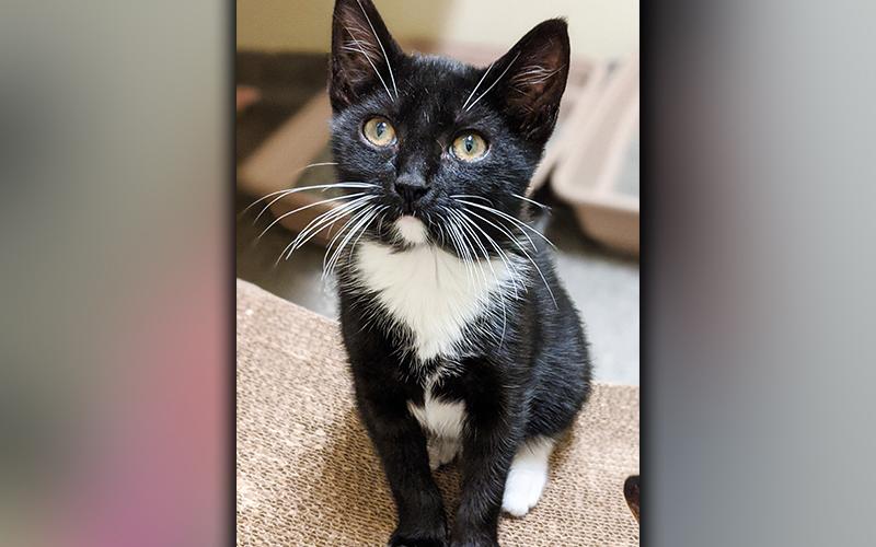 The Humane Society of Blue Ridge cat of the week is Lew. He is a four-month-old tuxedo cat who is all dressed up and ready to go! Lew is very friendly, playful and gets along well with other cats. He is neutered, microchipped and current on his rabies vaccination. Contact the Adoption Center at 706-632-4357 for more information about this handsome charmer.