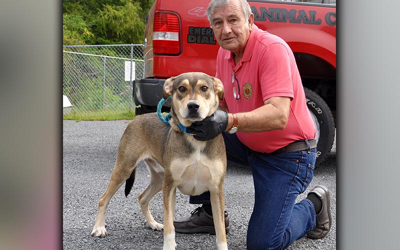 This male mix is an owner surrender. He was brought in September 9. He has a light, sable coat. This feller is very friendly and strong. View him using intake number 256-20. He is shown with Animal Control officer J.R. Cornett.