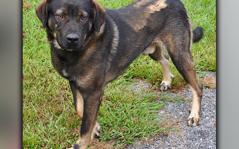 This male mix is an owner surrender who was brought in September 9. He has a dark, sable coat with a black mask and striking, amber eyes. View him using intake number 257-20.
