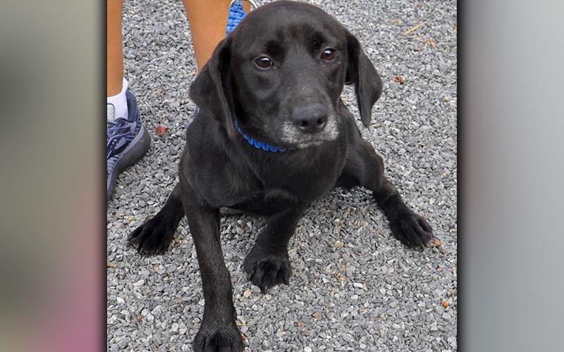 This sweet pup is a female Lab mix. She was picked up on Hells Hollow Road in Blue Ridge September 4. She has a glistening black coat with a white mustache and goatee. View her using intake number 250-20.