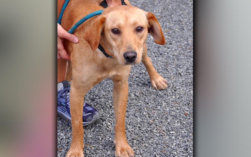 This cutie is a female Lab mix. She was picked up on Hells Hollow Road in Blue Ridge September 4. She has a short, orange coat with almond eyes. View her using intake number 249-20.