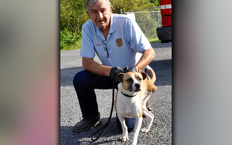 This male Feist mix was picked up on Blue Bird Road in Morganton August 26. With just three legs, he is full of life! He is short haired and has a white coat with blonde patches. View him using Animal Control number 241-20. He is shown with Animal Control officer J.R. Cornett.