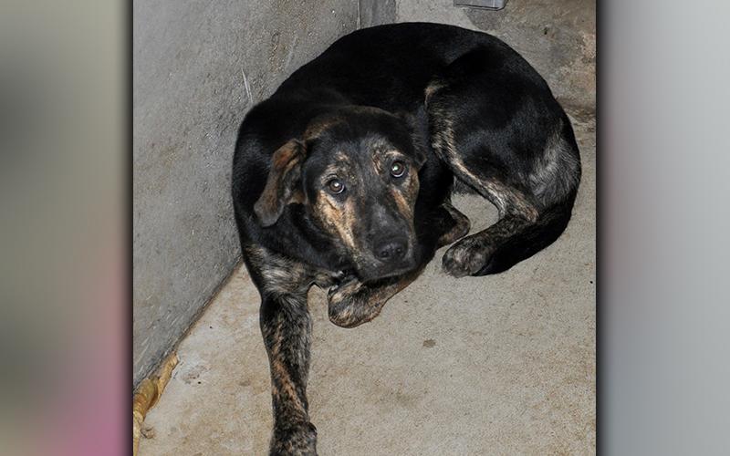This female mix was picked up on Greenhouse Road in Mineral Bluff August 26. This gal is large with a sleek black coat with light brown brindle areas. She is ready for her forever home. View her using intake number 242-20.