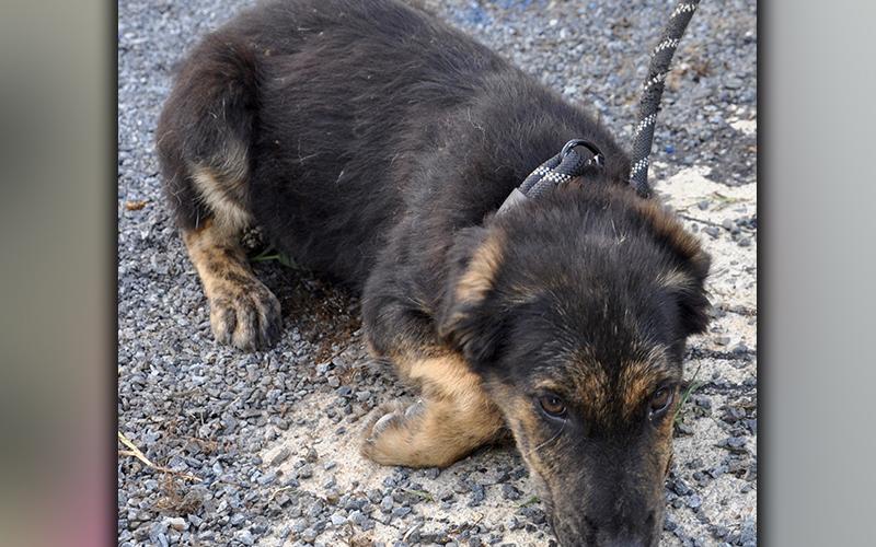 This female mix was found on Greenhouse Road in Mineral Bluff August 26. She has a fuzzy black coat with light brown patches. She is super sweet. View her using intake number 240-20.