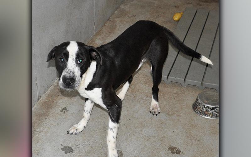 This male mix was picked up on Deer Trail in Morganton August 21. He has a sleek black coat with white patches. He is on the larger side. View him using intake number 237-20.