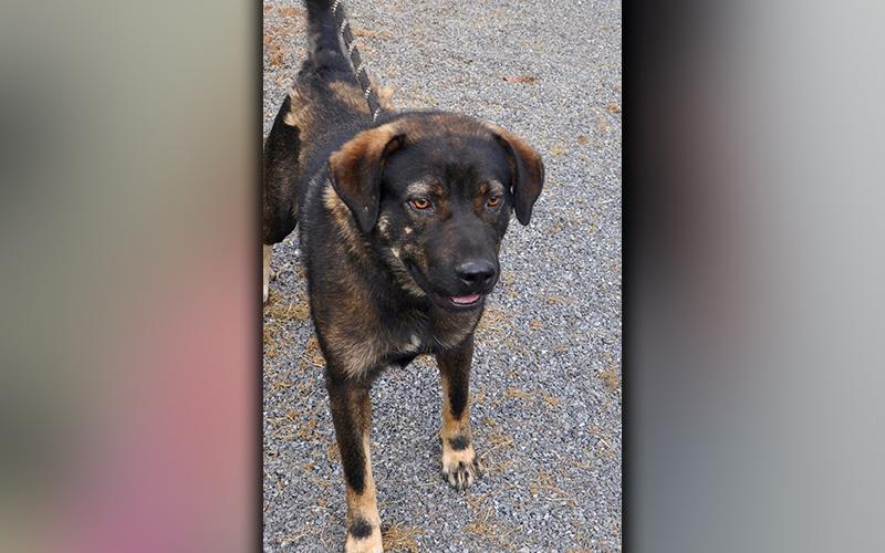 This male mix, named Thor, is an owner surrender. He has a black and blonde coat, and looking closely, a black mask. This sweet boy also has beautiful amber eyes. View him using intake number 257-20.
