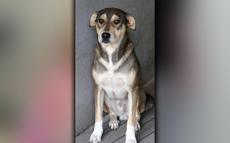 This male Shepherd mix, named Loki, is an owner surrender. He has a lighter, sable coat and loves attention. View him using intake number 256-20.