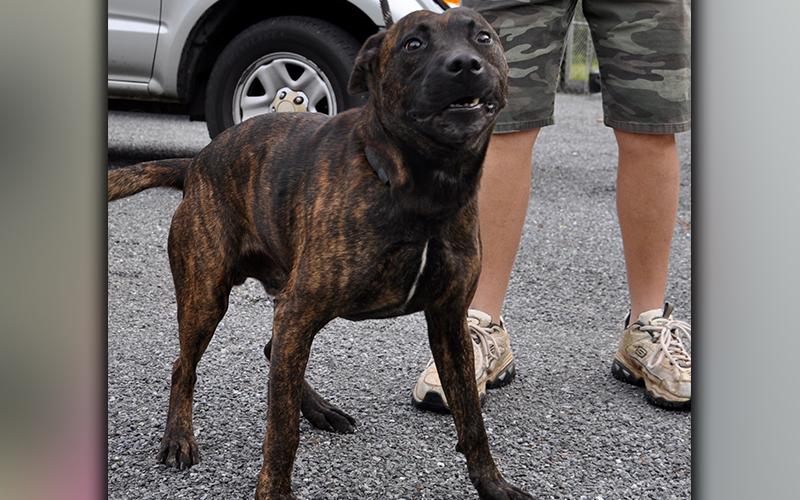 This male, Pit Bulldog mix was picked up on Murphy Highway in Mineral Bluff July 7. He is a fun guy with a black, brindle coat. View him using intake number 195-20.