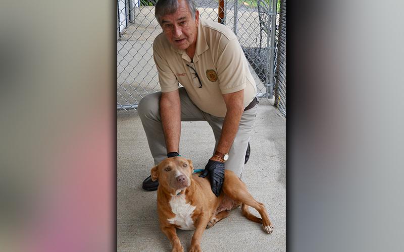 This female Bulldog mix was picked up on Majesty Lane in Epworth September 21. She has a short, red coat with a white chest. This girl is very sweet. View her using intake number 271-20. She is shown with Animal Control officer J.R. Cornett.