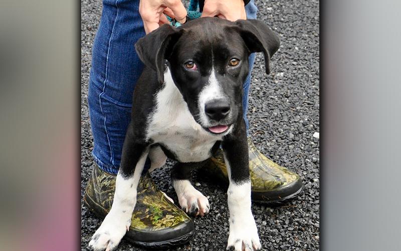 This young, female, Lab mix was dropped off at Animal Control September 18. She has a short, black coat with white boots and beautiful, golden eyes. View her using intake number 267-20.
