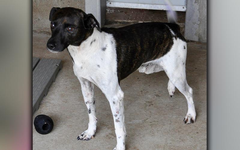 This male, Fiest mix was found in Cashes Valley in Epworth September 18. He has a white coat with dark, brindle patches. He is very sweet. View him using intake number 266-20.