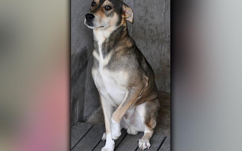 This male, Shepherd mix, named Loki, is an owner surrender. He has a gray, sable coat and sweet, almond eyes. This boy is very loving. View him using intake number 256-20.