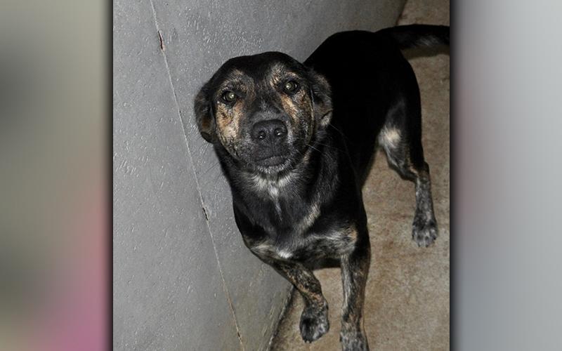 This female mix was found on Greenhouse Road in Mineral Bluff August 26. She has a shiny, black coat with light, brindle areas. She is very sweet. View her using intake number 242-20.