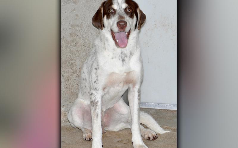 This female Spaniel is an owner surrender and is ready for a new home. She has a soft, white coat with little, brown spots. She is friendly and likes to run. View her using intake number 222-20.