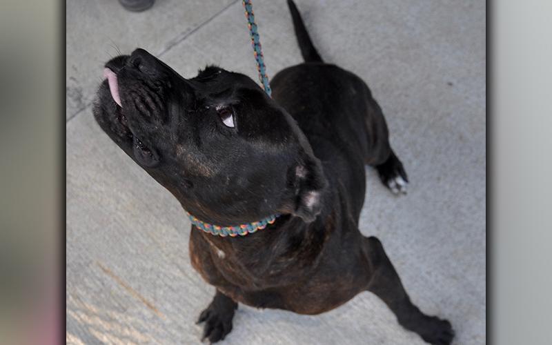 This female Boxer mix was found on Madola Road in Epworth July 29. This gal is a sweetheart. She has a dark, brindle coat. View her using intake number 214-20.