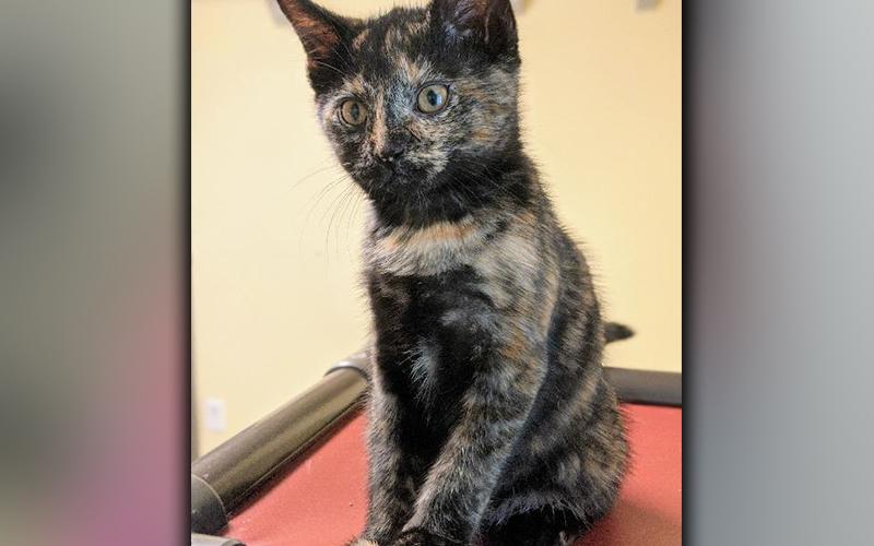The Humane Society of Blue Ridge cat of the week is Bella. She is a fun and frisky five-month-old sweetheart who loves to play on your shoes. Bella is very friendly and social with people and other felines. She is spayed, microchipped and current on her rabies vaccination. Contact the Adoption Center at 706-632-4357 for more information about Bella.