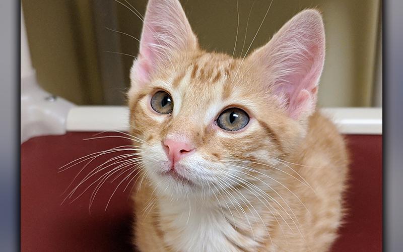 The Humane Society of Blue Ridge cat of the week is Sage. He is a five-month-old orange tabby and is ready to add sweetness to your life this fall season. Sage is playful, affectionate, and gets along well with other cats. He is neutered, microchipped and current on his vaccinations. Contact the Adoption Center at 706-632-4357 to schedule a meet and greet with this adorable little guy.