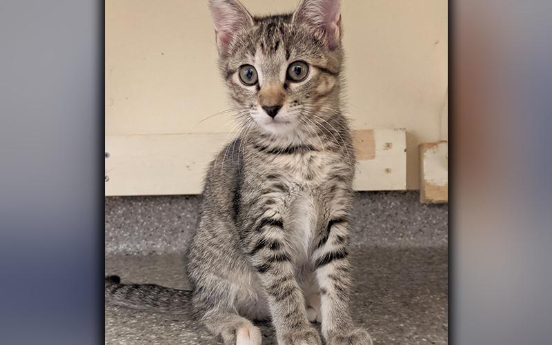The Humane Society of Blue Ridge cat of the week is Parsley. She is a five-month old petite darling who gets along famously with other felines and adores people. Her beautiful eyes will draw you in and you’ll love petting her gorgeous coat. Parsley is spayed, microchipped and current on her vaccinations. Contact the Adoption Center at 706-632-4357 for more information about Parsley.