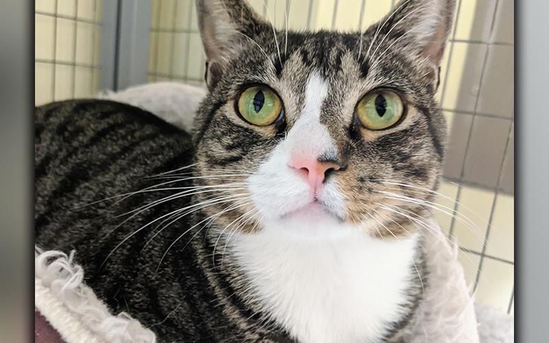 The Humane Society of Blue Ridge cat of the week is Ozzie. He is a calm, quiet and playful two-year-old bundle of joy. His beautiful green eyes will captivate you. Ozzie is microchipped, neutered and current on his vaccinations. Contact the Adoption Center at 706-632-4357 for more information about Ozzie.