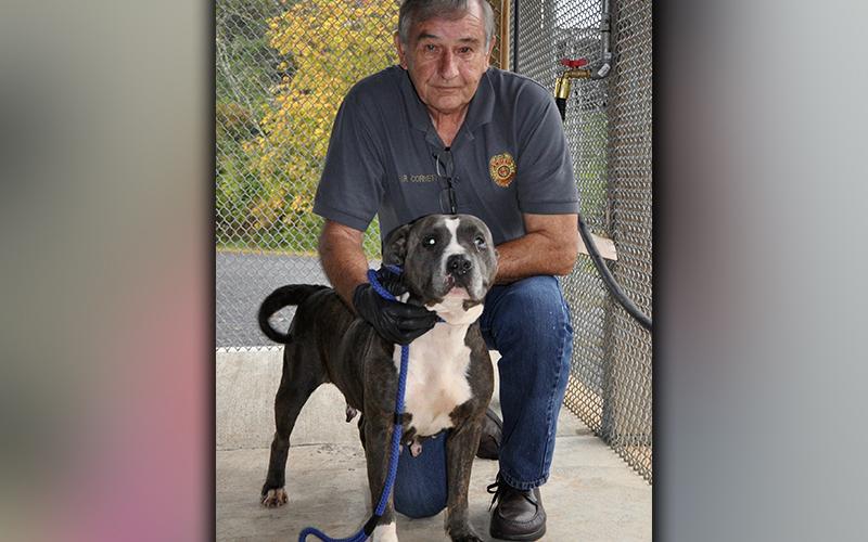 This female Bulldog was picked up on Colwell Road in Epworth September 25. She has a charcoal, brindle coat with white patches. She’s a good girl. View her using intake number 273-20. She is shown with Animal Control officer J.R. Cornett.