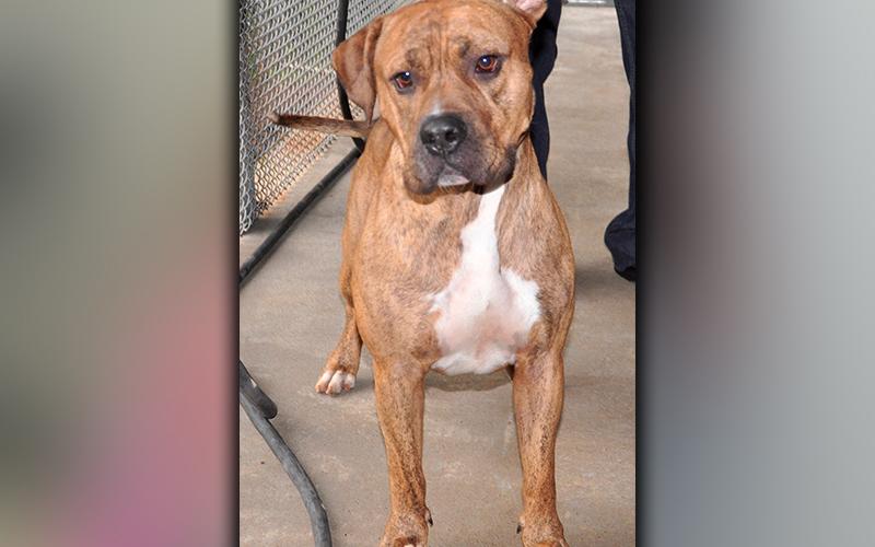 This male Bull Mastiff was picked up in the City of Blue Ridge July 10. He has a caramel, brindle coat with sweet, puppy dog eyes. He is very loving. View him using intake number 198-20.