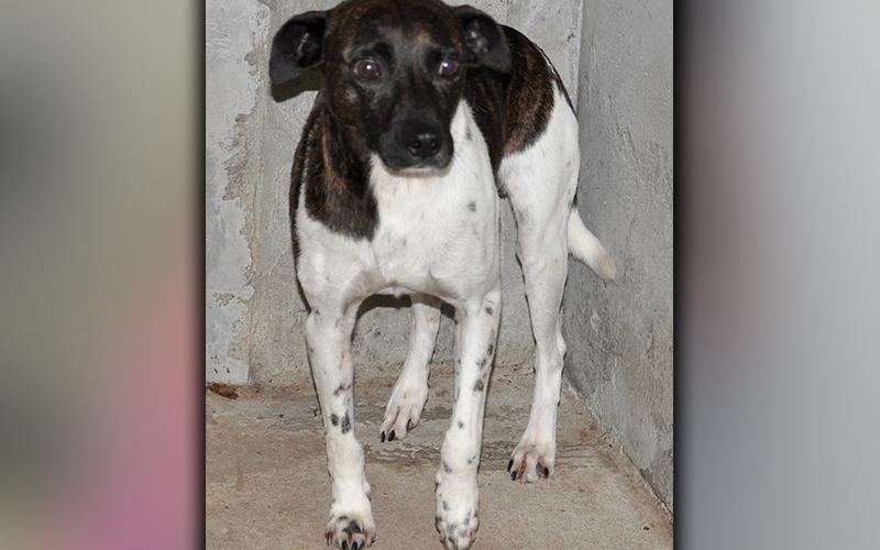 This male Fiest mix was dropped off at Animal Control September 18. He has a short, white coat with dark, brindle spots. This little guy is super sweet. View him using intake number 266-20.