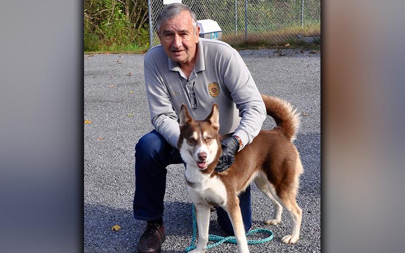 This female Husky was dropped off at Animal Control Friday, October 16. She has a brown and white coat with brown eyes. She is very well behaved. View her using intake number 294-20. She is shown with Animal Control officer J.R. Cornett.