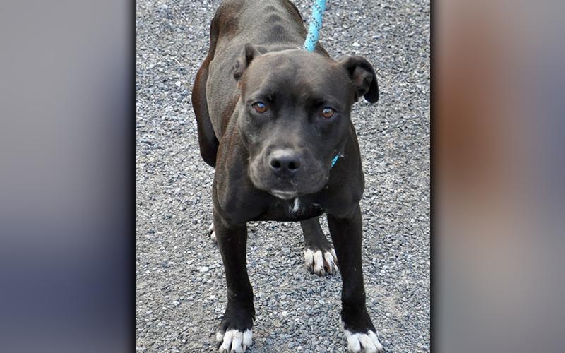 This female Boxer mix was picked up in Mineral Bluff October 14. She has a short, black coat with white mittens. She is such a good girl! View her using intake number 293-20.
