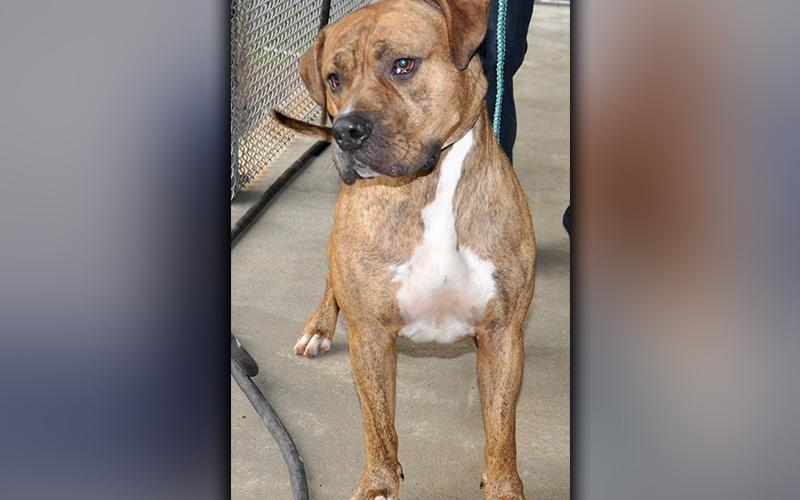This male Bull Mastiff was picked up in the City of Blue Ridge July 10. He has a caramel, brindle coat. He is a sweetie, and volunteers have named him Eli. View him using intake number 198-20.