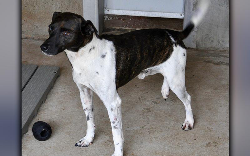 This male Fiest mix was dropped off at Animal Control September 18. He has a white coat with brindle patches. He’s a sweetheart. View him using intake number 266-20.