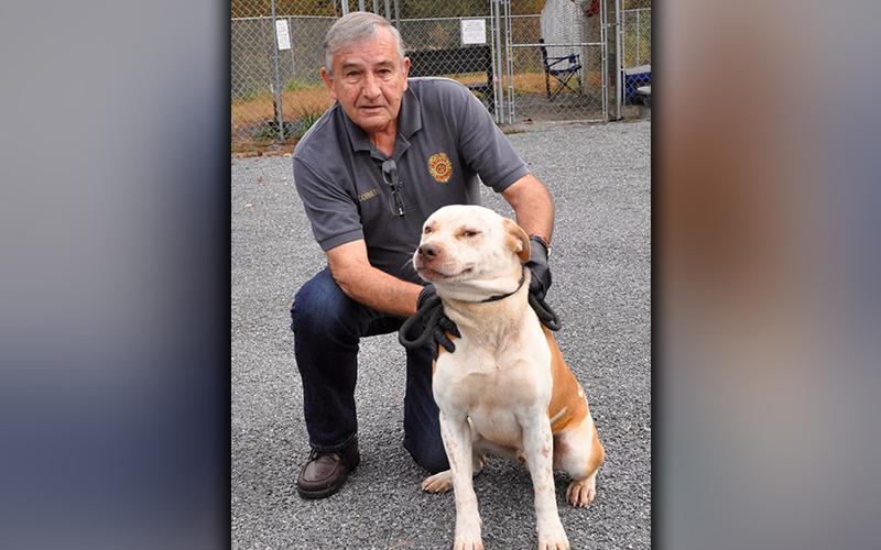 This male Bull mix was dropped off at Animal Control October 16. He is on the larger side and has a short, white coat with orange spots. View him using intake number 295-20. He is shown with Animal Control officer J.R. Cornett.