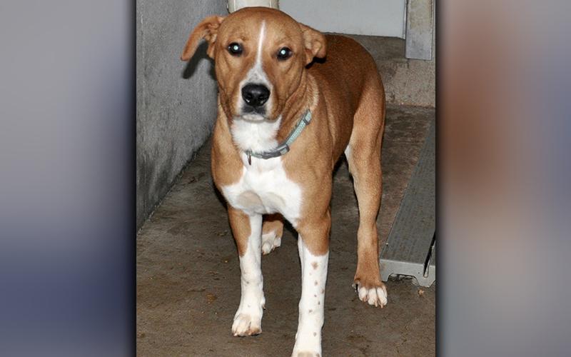This male Hound mix is an owner surrender who was dropped of at Animal Control October 19. He has a short, orange coat with white patches. View him using intake number 299-20.
