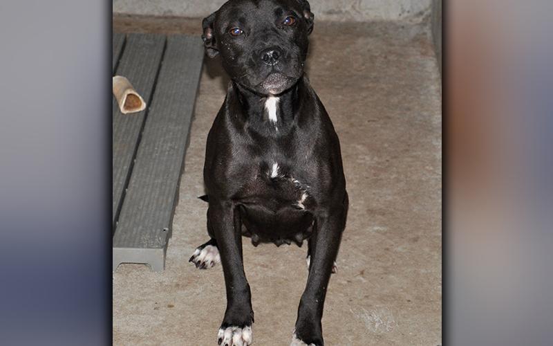 This female Boxer mix was picked up in Mineral Bluff October 14. Volunteers call her Minnie. She has a short, black coat with white mittens. View her using intake number 293-20.