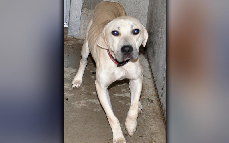This male Lab was picked up in Blue Ridge October 13. He is very malnourished, but has a beautiful white, sand coat. He is ready for some loving. View him using intake number 292-20.