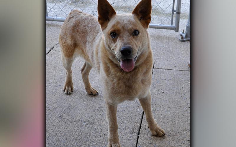 This male, Red Heeler was picked up on Mountain View Church Road in Blue Ridge September 29. This boy has a white coat with red speckles. View him using intake number 276-20.