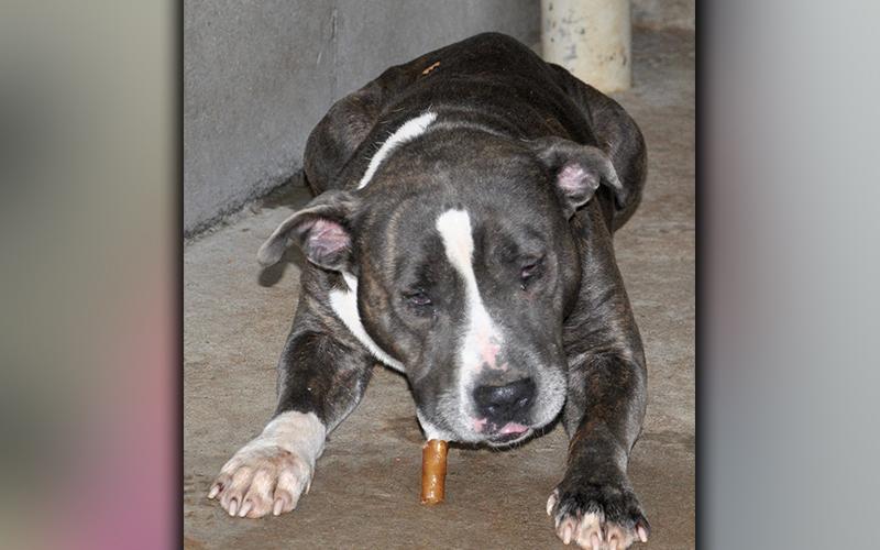 This female, Bulldog was found on Colwell Road in Epworth September 25. She has a gray, brindle coat and is very sweet. View her using intake number 273-20.