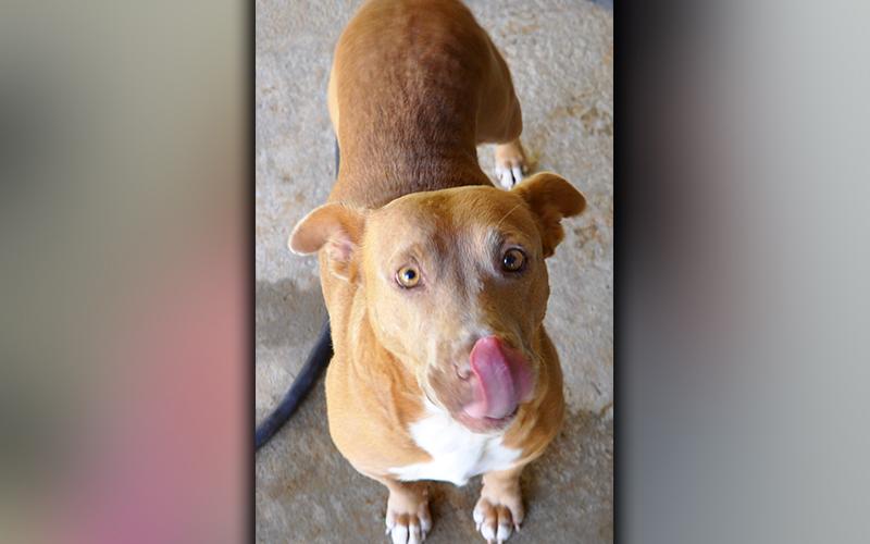 This female, Bulldog mix was picked up on Majestic View Lane in Blue Ridge September 21. She has a short, red coat with beautiful, golden eyes. View her using intake number 271-20.