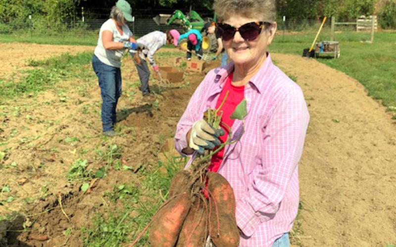Priscilla Cashman holds up several sweet potatoes that were harvested this season in Feed Fannin’s garden.