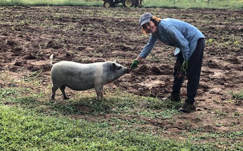 Feed Fannin Farm and Garden Manager Kathy Beck pets Miss Bacon, a neighbor’s pet pig, when she paid a visit to the garden one day this summer.