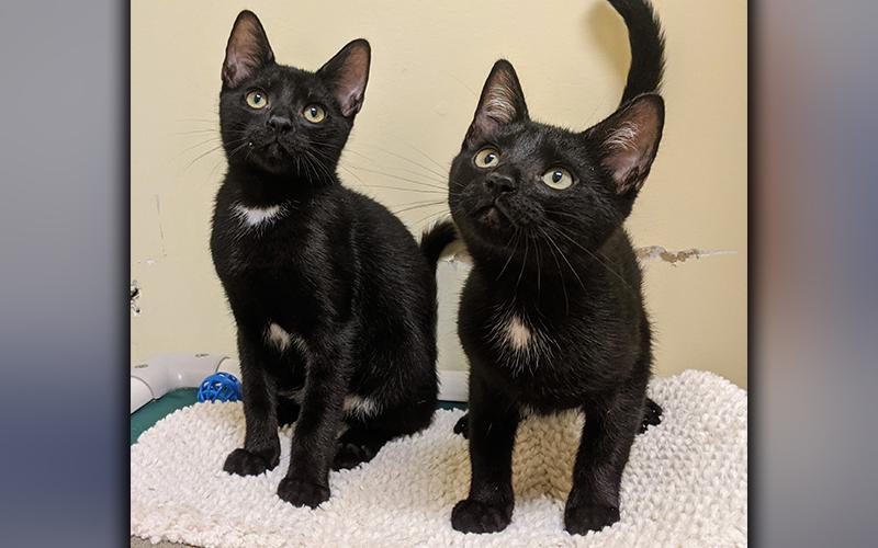 The Humane Society of Blue Ridge cats of the week are Laurel and Hardy. This adorable sister and brother pair will win you over with their playful nature and the kisses they will give you. They are six months old and they love to be held. Laurel is spayed, Hardy is neutered,  and both are microchipped and current on their rabies vaccinations. Contact the Adoption Center at 706-632-4357 for more information about Laurel and Hardy. They would love to become a part of your family.