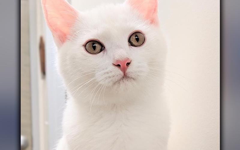 The Humane Society of Blue Ridge cat of the week is Nod. He is 18 months old and has the most luxurious white-as-snow coat. Nod is social and playful. He gets along with other cats but would be happiest as the only feline in the household. Nod is neutered, microchipped and current on his rabies vaccination. Contact the Adoption Center at 706-632-4357 to set up a visit with Nod.