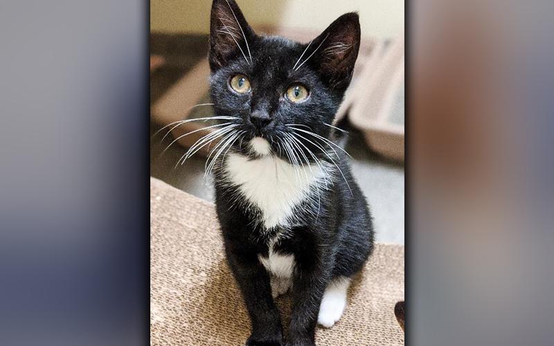 The Humane Society of Blue Ridge cat of the week is Lew. He is a six-month-old tuxedo who is always dressed to the nines! If you are looking for a playful feline who loves people and gets along famously with other cats, then Lew is the one for you. He is neutered, microchipped and current on his rabies vaccination. Contact the Adoption Center at 706-632-4357 for more information about lovable Lew.