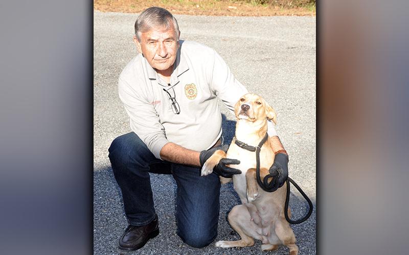 This female, Feist/Hound mix was picked up in McCaysville October 23. She has a short, red coat with a white chest. She’s a sweet girl. View her using intake number 300-20. She is shown with Animal Control Officer J.R. Cornett.