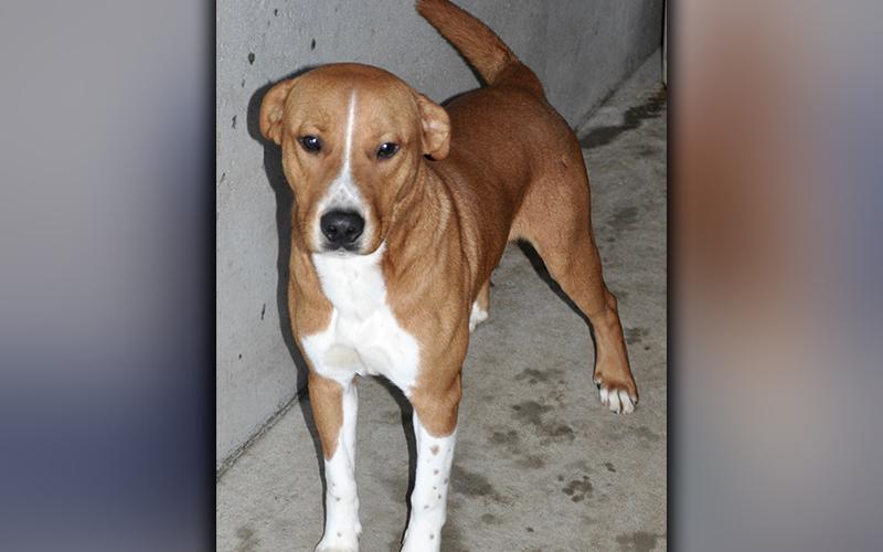 This male, Hound mix is an owner surrender and has been at Animal Control since October 19. He has a short, orange coat with white patches. View him using intake number 299-20.