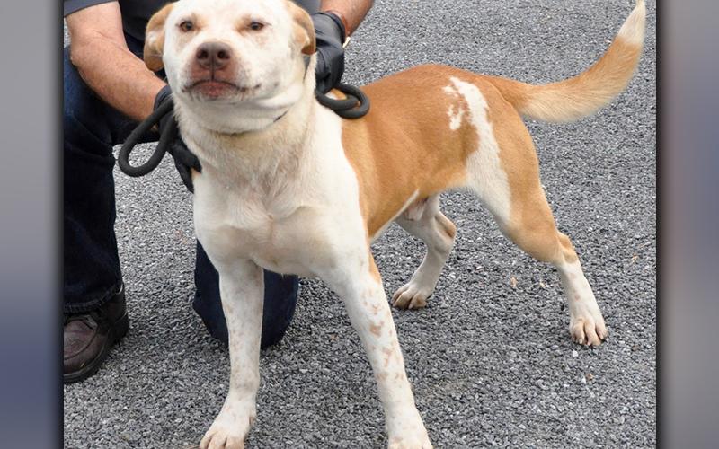 This Bulldog mix was picked up on Murphy Highway in Mineral Bluff October 16. He has a white coat with orange patches. View him using intake number 295-20.
