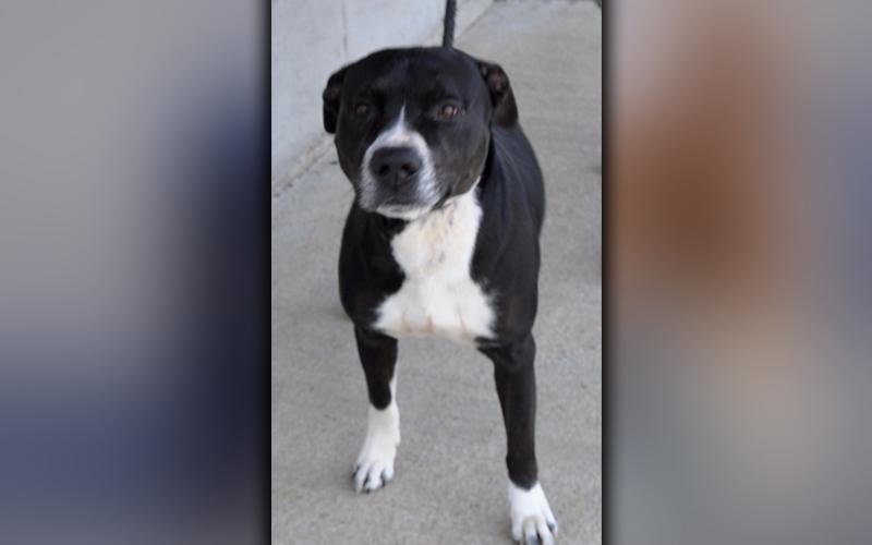 This female mix was picked up on Highway 2 in Epworth October 10. She has a sleek, black coat with white mittens. She is a fun-loving gal. View her using intake number 290-20.