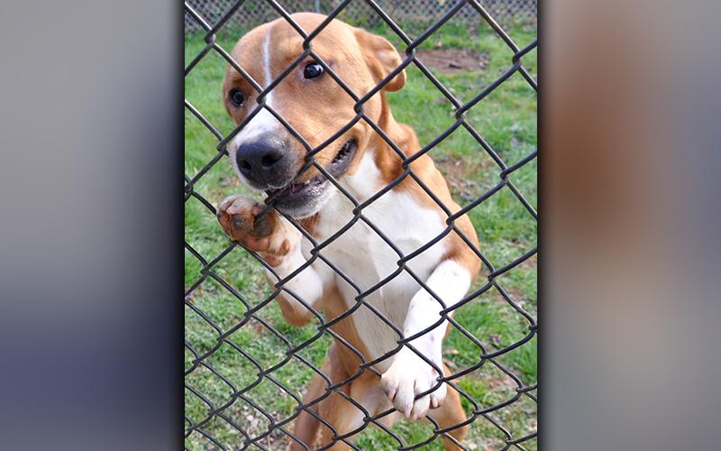 This male, Hound mix is an owner surrender who was left October 19. He has a light brown coat with patches of white. He’s a sweetie. View him using intake number 299-20.