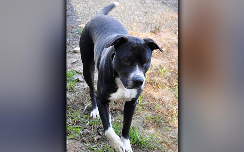 This female, Bulldog mix was picked up on Highway 2 in Epworth October 10. She has a short, black coat with white mittens. She’s a good girl. View her using intake number 290-20.
