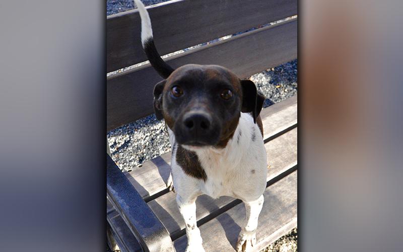 This male, Fiest mix was picked up in Cashes Valley in Epworth. He has a white coat with dark, brindle patches. He’s sure to keep a smile on one’s face. View him using intake number 266-20.