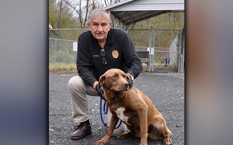 This chocolate Lab was picked up at Lebanon Church October 27. He has a longer, chocolaty coat with caramel colored eyes. He’s a good boy. View him using intake number 302-20. He is shown with Animal Control officer J.R. Cornett.